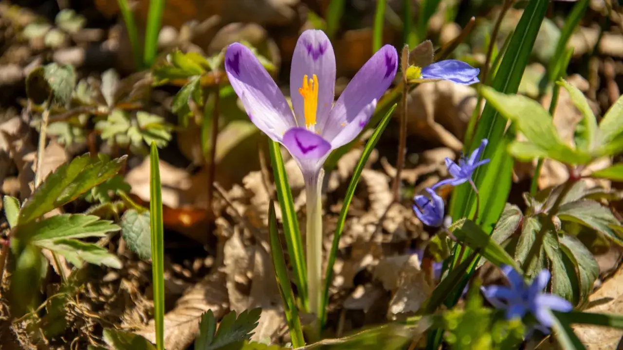 Fioletowy krokus z żółtym środkiem, otoczony zielenią i niebieskimi kwiatkami. To dowód, że krokusy są wieloletnie i co roku wracają wiosną.