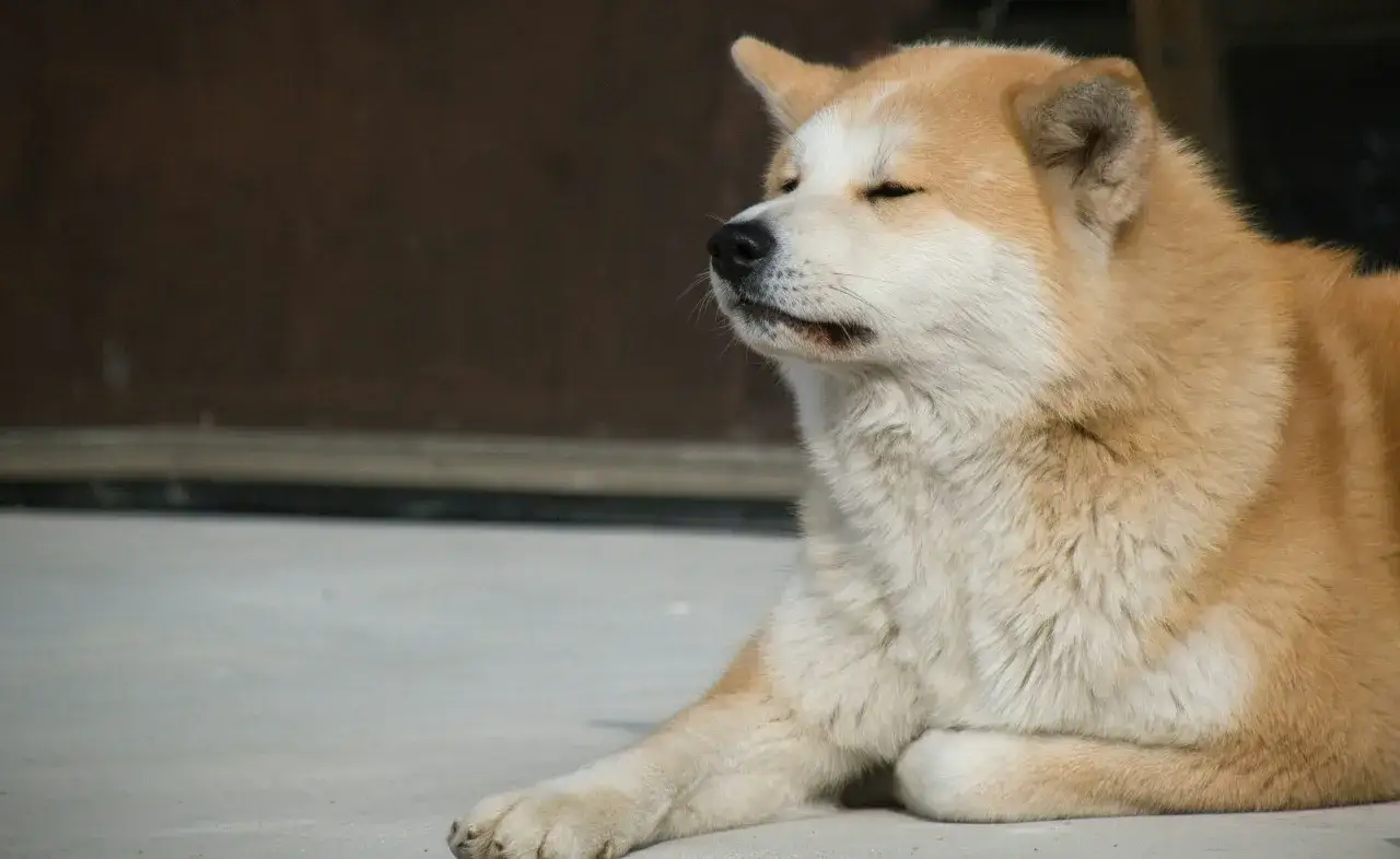 Piękna akita zamyka oczy, odpoczywając na betonie.