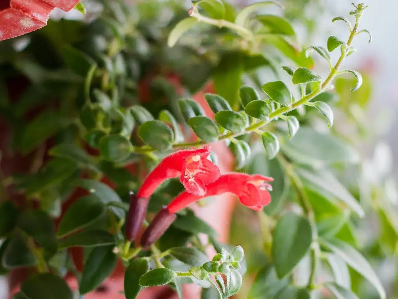 Dwa czerwone kwiaty eszynantusa wspaniałego, otoczone zielonymi liśćmi. Pielęgnacja tej rośliny jest prosta, a efekt zachwyca.