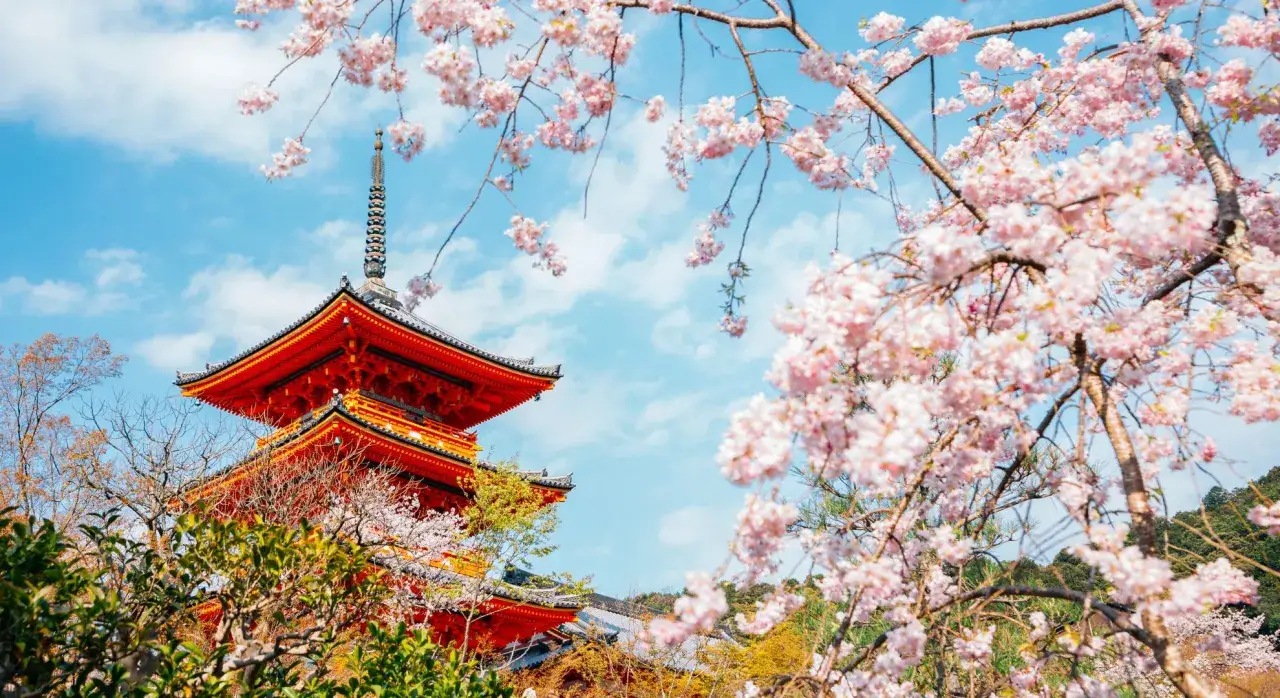 Japonia kwitnące wiśnie i jesienne liście