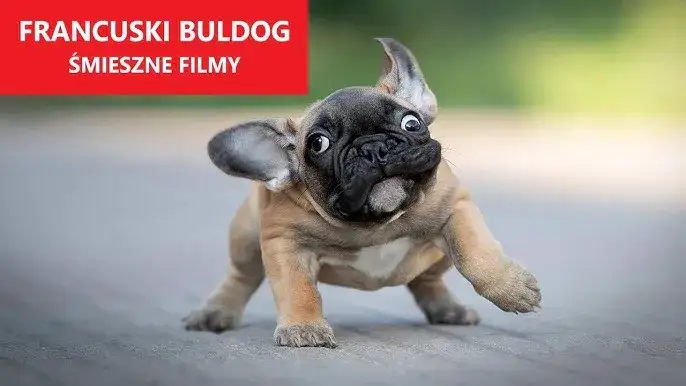 Śmieszne buldogi w zabawnych pozach