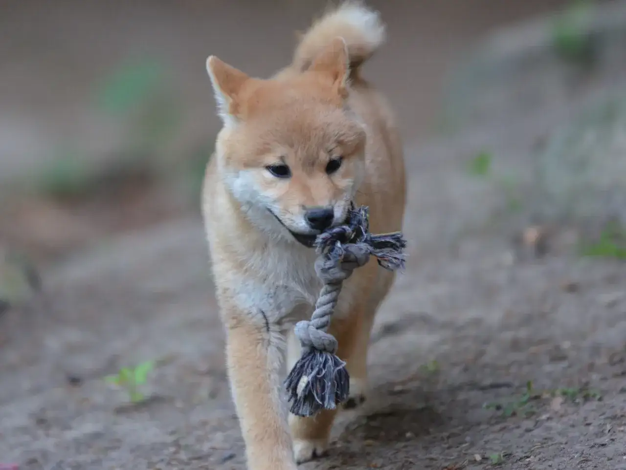 Mały, rudy szczeniak rasy Shiba Inu z zapałem gryzie sznurkową zabawkę, nie wiedząc, jak długo jeszcze będzie się nią cieszył.