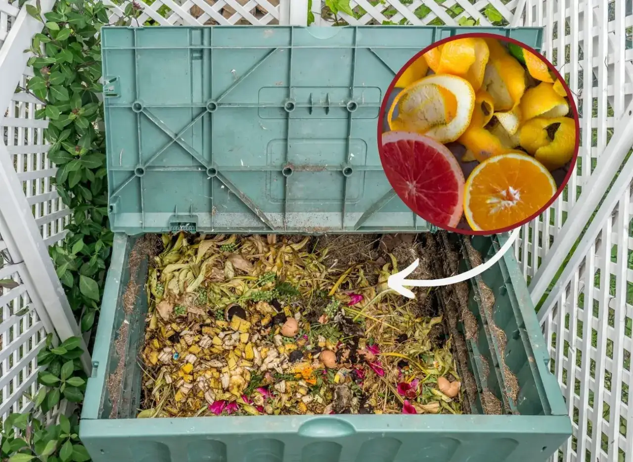 Kompostownik pełen resztek, w tym sk&oacute;rek cytrus&oacute;w. Czy cytrusy można wrzucać do kompostownika? Tak, ale z umiarem.