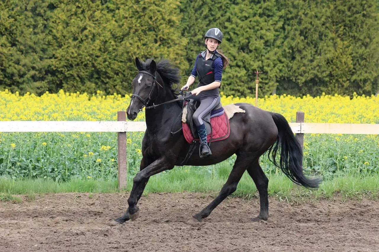 Młoda amazonka w kasku dosiada czarnego konia na ujeżdżalni. W tle kwitnące, żółte pola. Trening w klubie jeździeckim Profit.