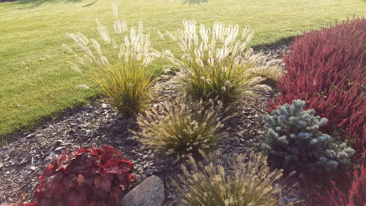 Piękne trawy ozdobne w ogrodzie, z puszystymi kwiatostanami, tworzą malowniczy krajobraz obok czerwonych wrzosów i iglaków.