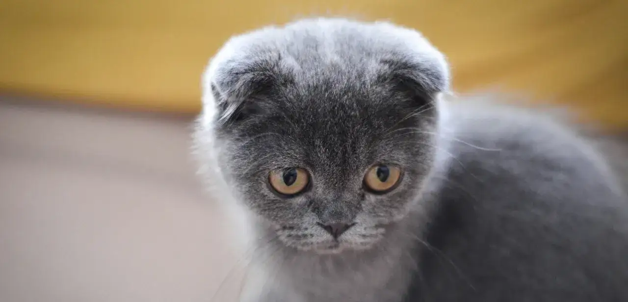 kot z wentrofleksją szyi