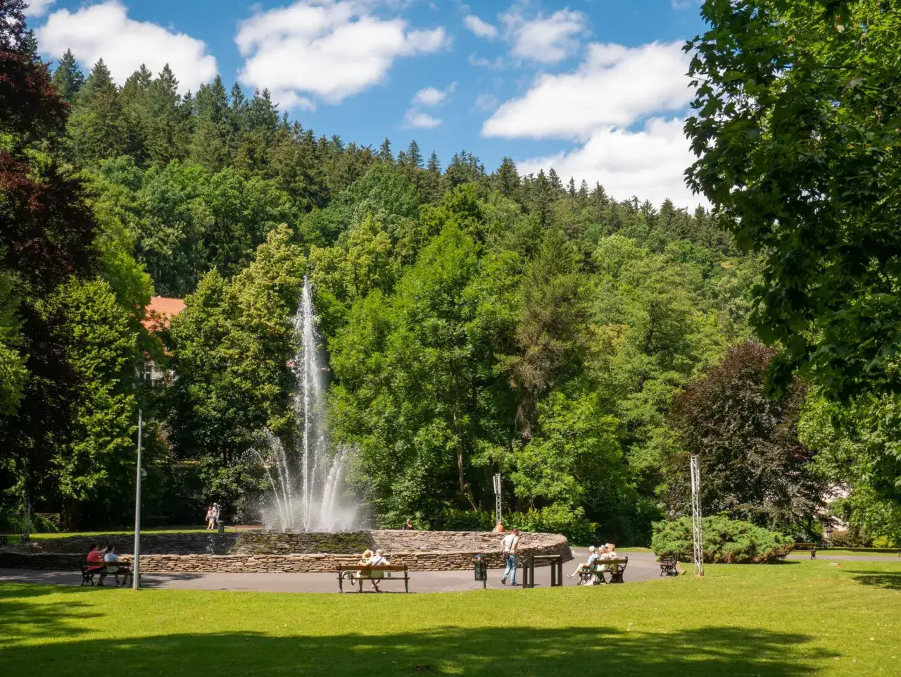Torfowisko pod Zieleńcem rosiczka kładki