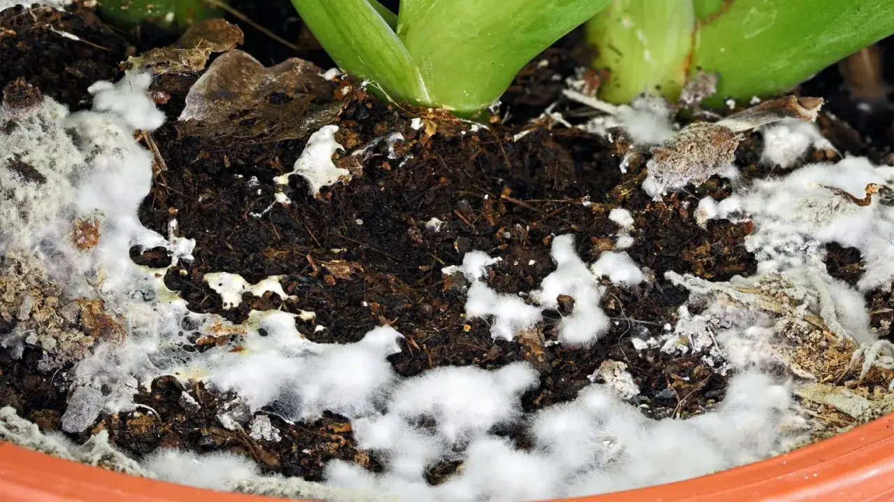 Biała, puszysta pleśń pokrywa ziemię w doniczce, tworząc niepokojący obraz. Ż&oacute;łta pleśń w doniczce to znak, że coś jest nie tak z podłożem.