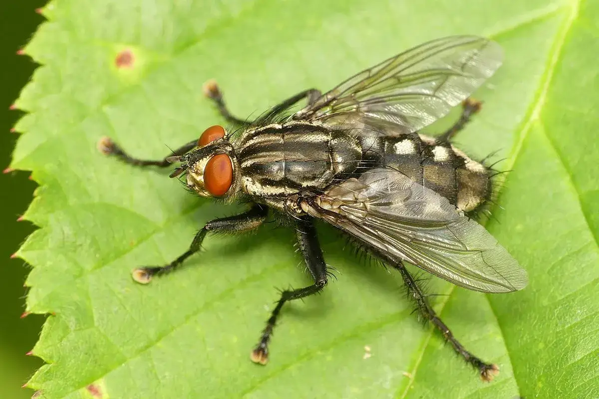 Duża mucha z pomarańczowymi oczami na zielonym liściu. Może to być jeden z owad&oacute;w, co odstrasza muchy.