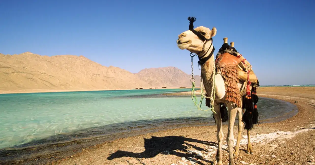 Oaza w Egipcie, wielbłąd gotowy do podróży. Zastanawiasz się, ile kosztuje woda w Egipcie? Warto zabrać własną butelkę!