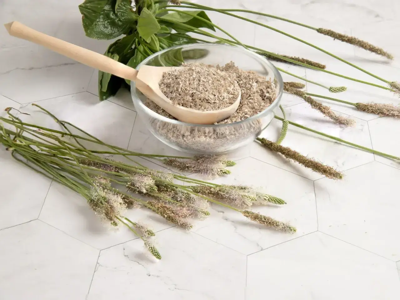 Nasiona babki lancetowatej w misce, idealne jako herbata na zaparcia.