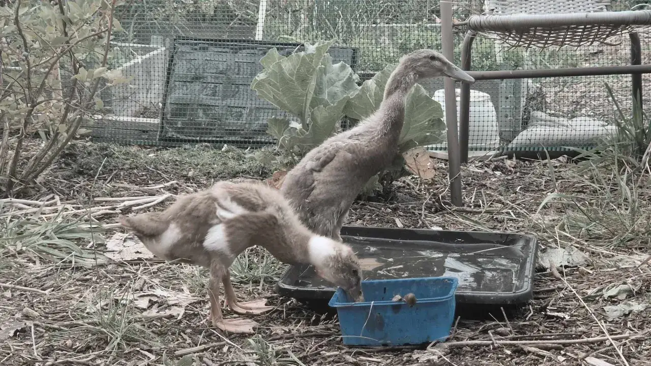 Dwie kaczki piją wodę. Ile lat żyje kaczka? To zależy od gatunku i warunków życia.