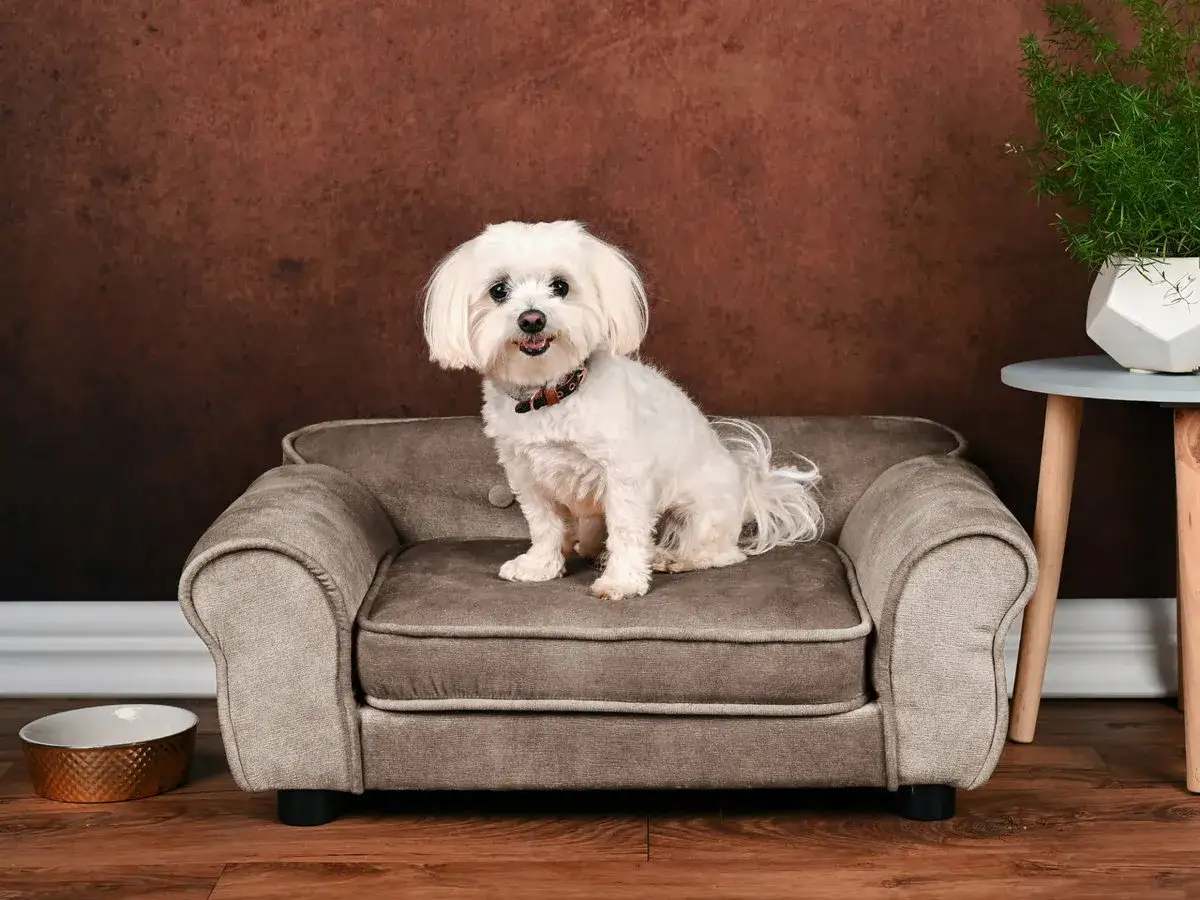 najlepsza tkanina na narożnik dla psa