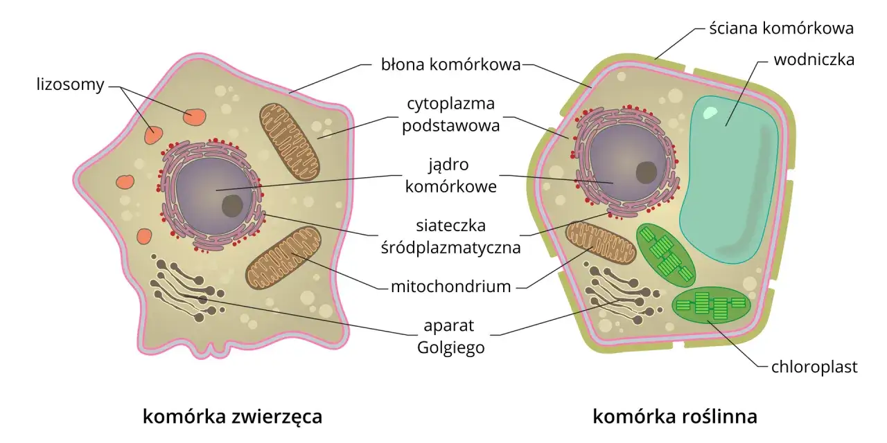 Porównanie komórki zwierzęcej i roślinnej: widoczne jądro, mitochondria, aparat Golgiego, lizosomy, wodniczka, chloroplast, ściana komórkowa.