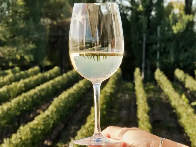 Zdjęcie Czy wino tuczy? Sprawdź, jak wpływa na twoją wagę i zdrowie