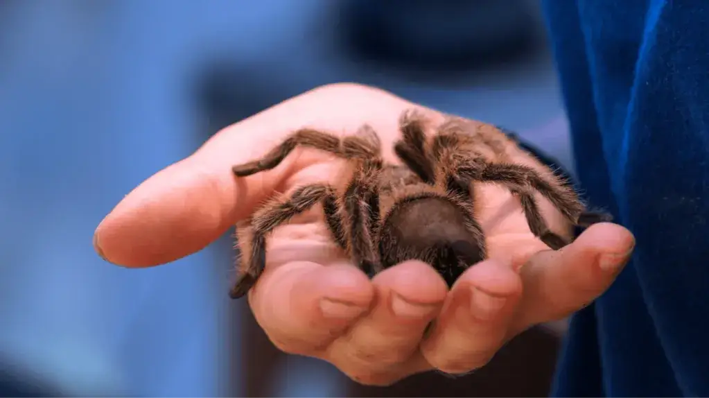 Zdjęcie Czym jest arachnofobia? Lęk przed pająkami – objawy i sposoby radzenia sobie