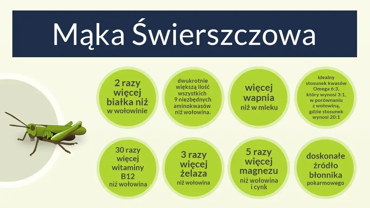 Zdjęcie Czy mąka ze świerszczy jest zdrowa? Poznaj jej wartości odżywcze i ryzyka