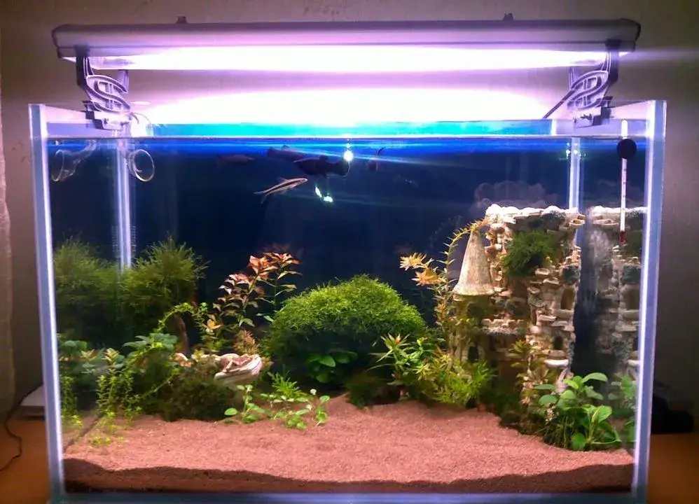 Zdjęcie Najlepsze podłoże do akwarium: wybierz idealne dno dla ryb