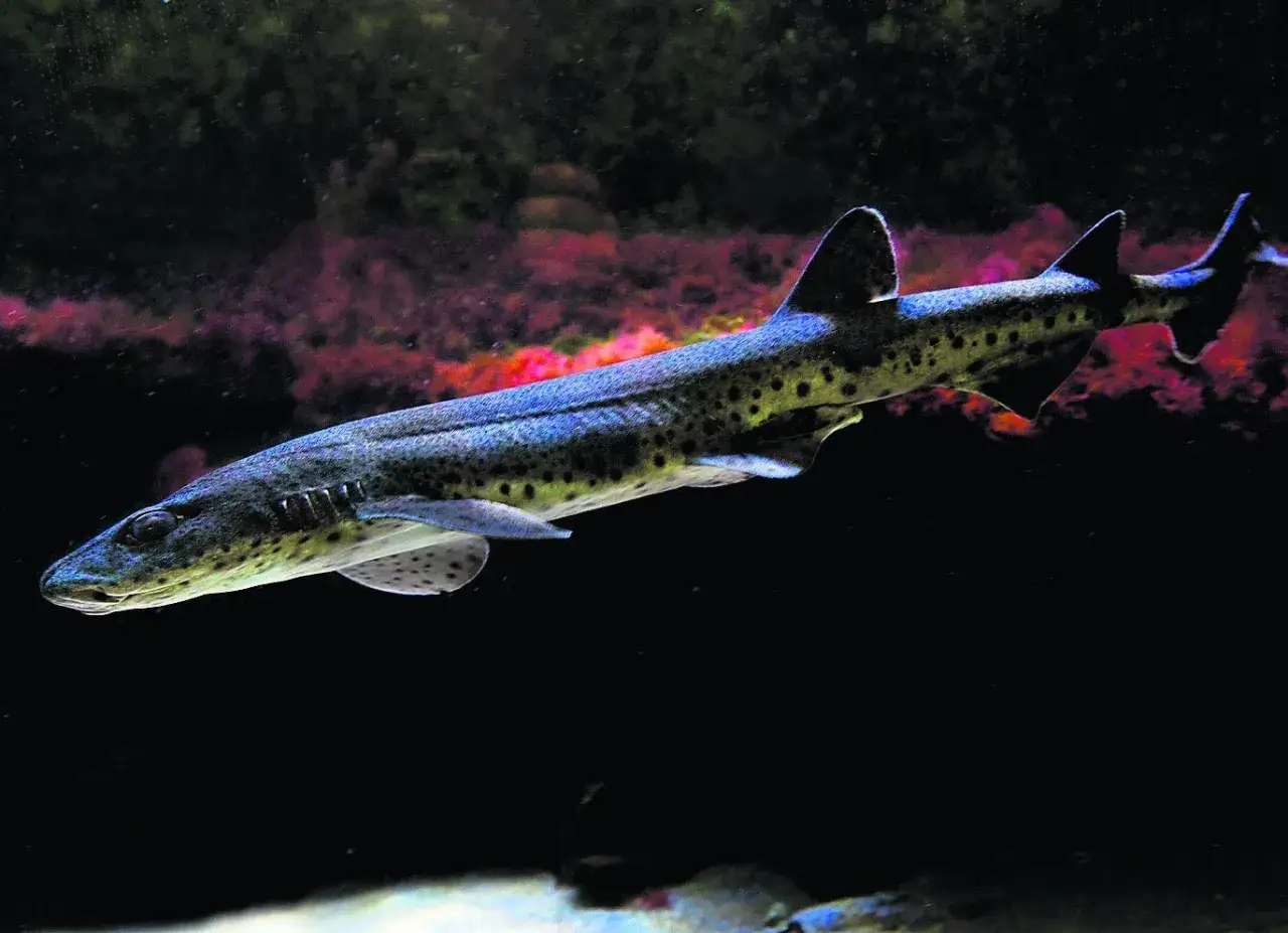 Zdjęcie Co pływa w Bałtyku? Odkryj tajemnice ryb i morskich stworzeń