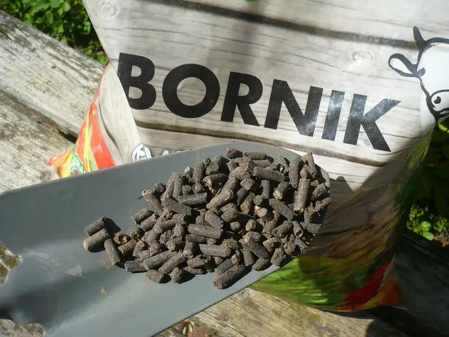 Zdjęcie Jaki nawóz pod czosnek? Sekrety bujnych plonów w ogrodzie