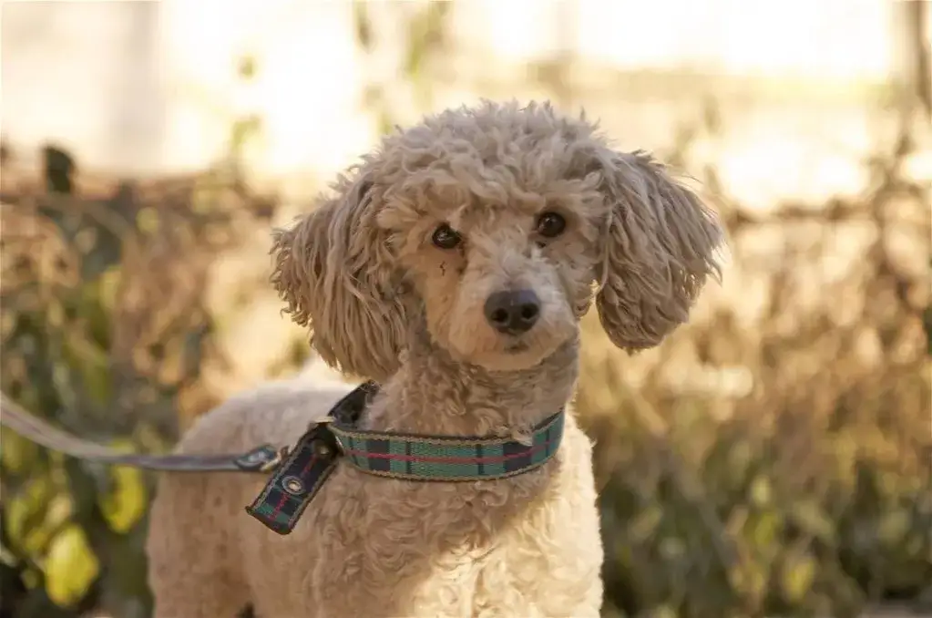 Zdjęcie Pudel włosy czy sierść – kluczowe różnice i co musisz wiedzieć