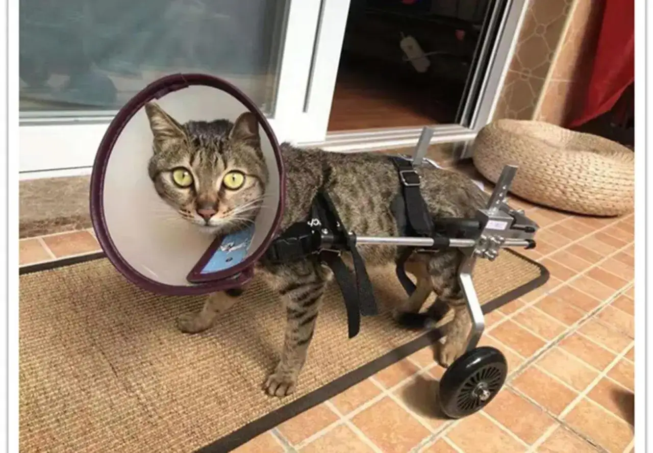 Zdjęcie Jak zrobić wózek inwalidzki dla kota – prosty sposób na pomoc zwierzakowi
