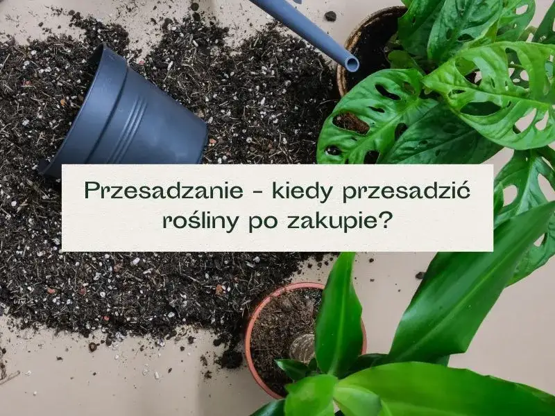 Zdjęcie Przesadzanie kwiatów po zakupie: kiedy i jak to zrobić?
