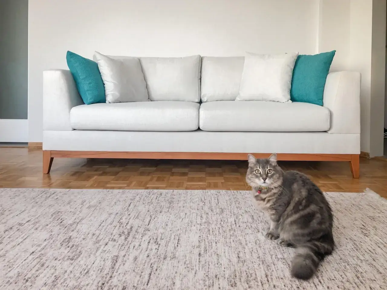 Zdjęcie Jak usunąć zapach moczu kota z kanapy - skuteczne metody i porady