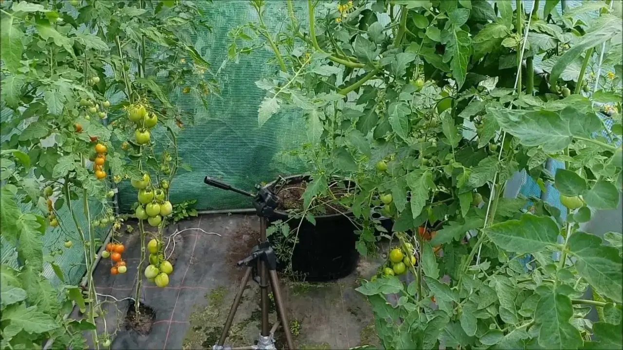 Zdjęcie Jaki nawóz pod cebule zapewni zdrowe plony i bogaty smak?