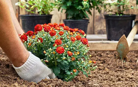 Zdjęcie Jak uprawiać chryzantemy: skuteczne metody pielęgnacji i sadzenia