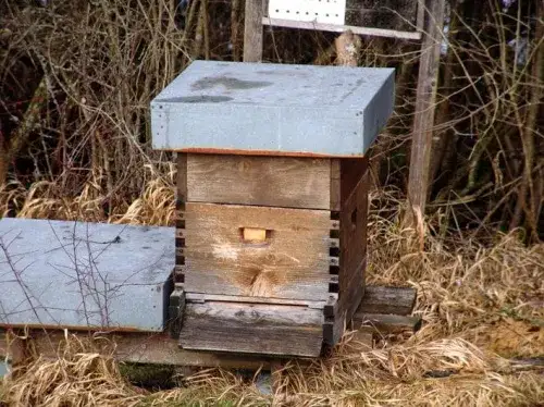 Zdjęcie Jaką farbą malować ule, aby zapewnić bezpieczeństwo pszczołom?
