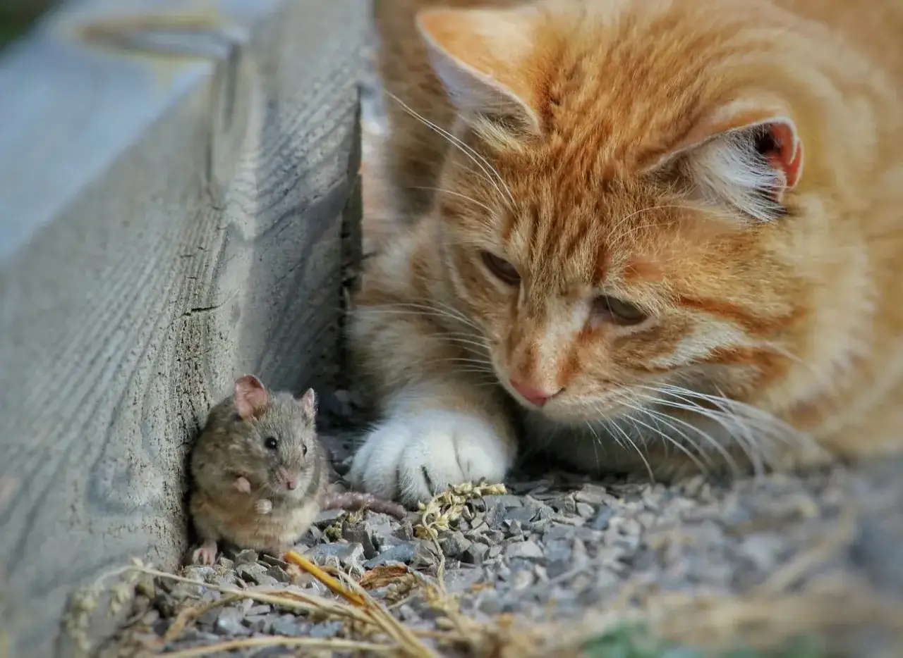 Zdjęcie Czy koty mogą jeść myszy bez ryzyka dla zdrowia? Dowiedz się teraz