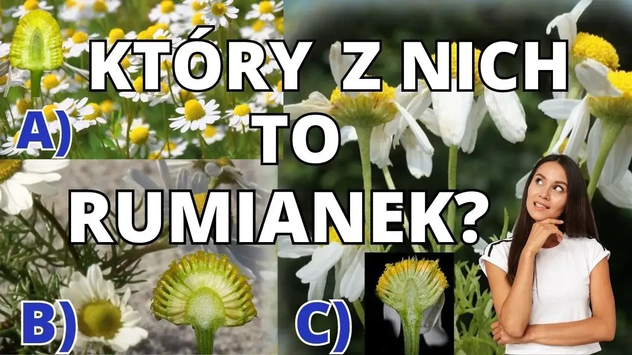 Zdjęcie Chwast jak rumianek? Jak odr&oacute;żnić? Zapach i kwiat kluczem
