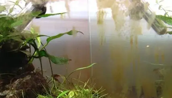 Zdjęcie Jak wyglądają okrzemki w akwarium i jak ich unikać w hodowli