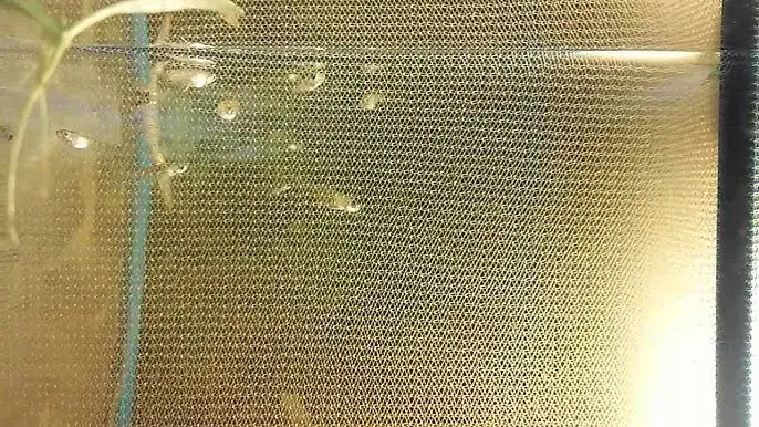 Zdjęcie Gupik kiedy do kotnika - nie przegap kluczowych sygnałów przed porodem