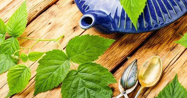 Zdjęcie Jak zrobić herbatę z liści malin, aby cieszyć się jej zdrowotnymi właściwościami