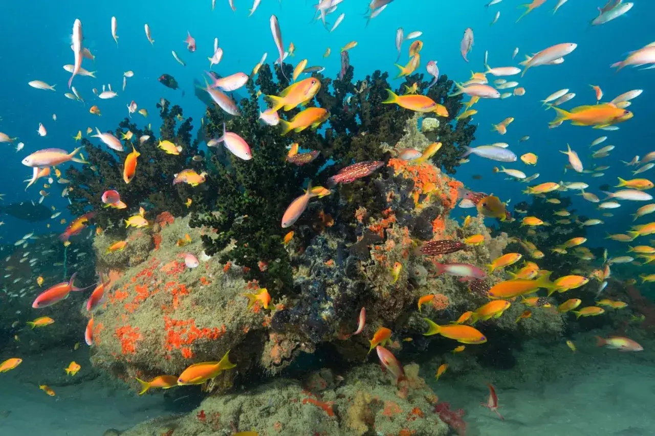 Kolorowa rafa koralowa tętni życiem, pełna ławic ryb. Idealne miejsce do nurkowania, by podziwiać podwodny świat.