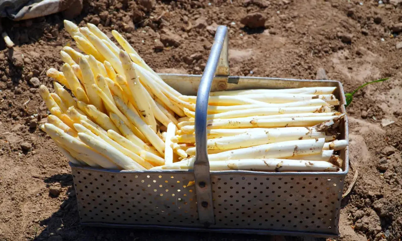 Kosz pełen świeżo zebranych, białych szparagów leży na ziemi. Widać, jak rosną szparagi, prosto z pola.