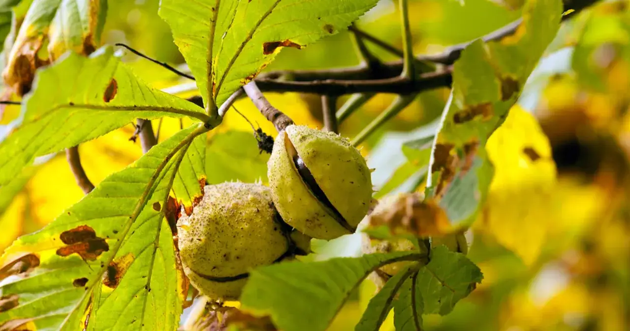 Dojrzałe kasztany na gałęzi. Pamiętaj o potencjalnych skutkach ubocznych wyciągu z kasztanowca.