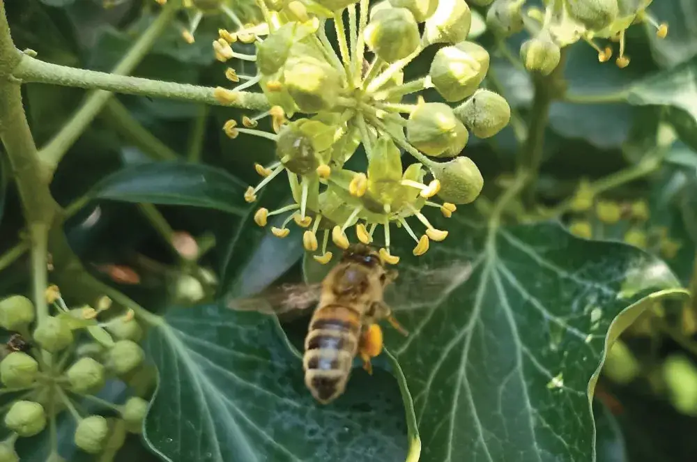 pszczoły na kwiatach bluszczu jesienią