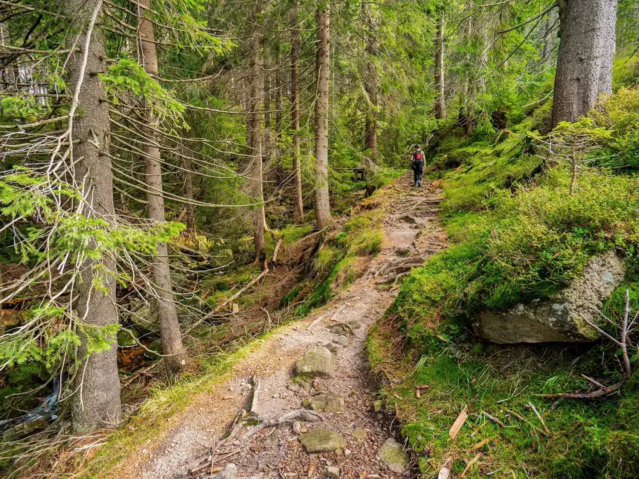 Turysta idzie szlakiem czerwonym przez gęsty, zielony las. Szlak czerwony oznacza gł&oacute;wny szlak turystyczny.