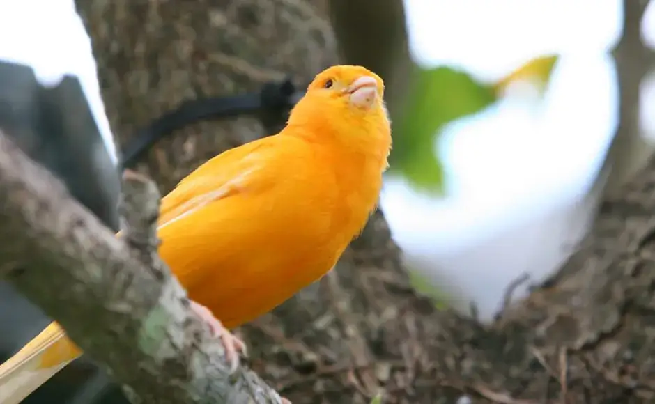 kanarek jedzący owoc