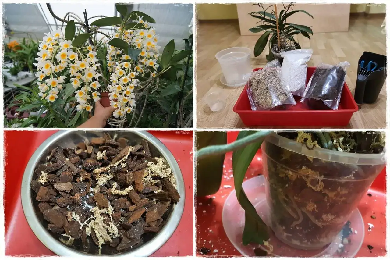 Kwiaty storczyka i składniki do przesadzania: kora, mech, perlit. Właściwa ziemia do storczyka to klucz do ich zdrowia.