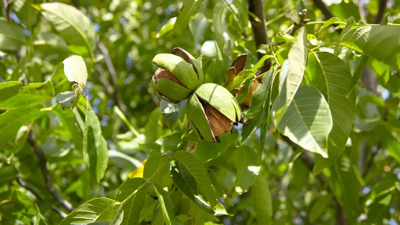Zielone łupiny orzecha włoskiego pękają, odsłaniając dojrzewające orzechy. Drzewo orzecha włoskiego w pełnym słońcu.