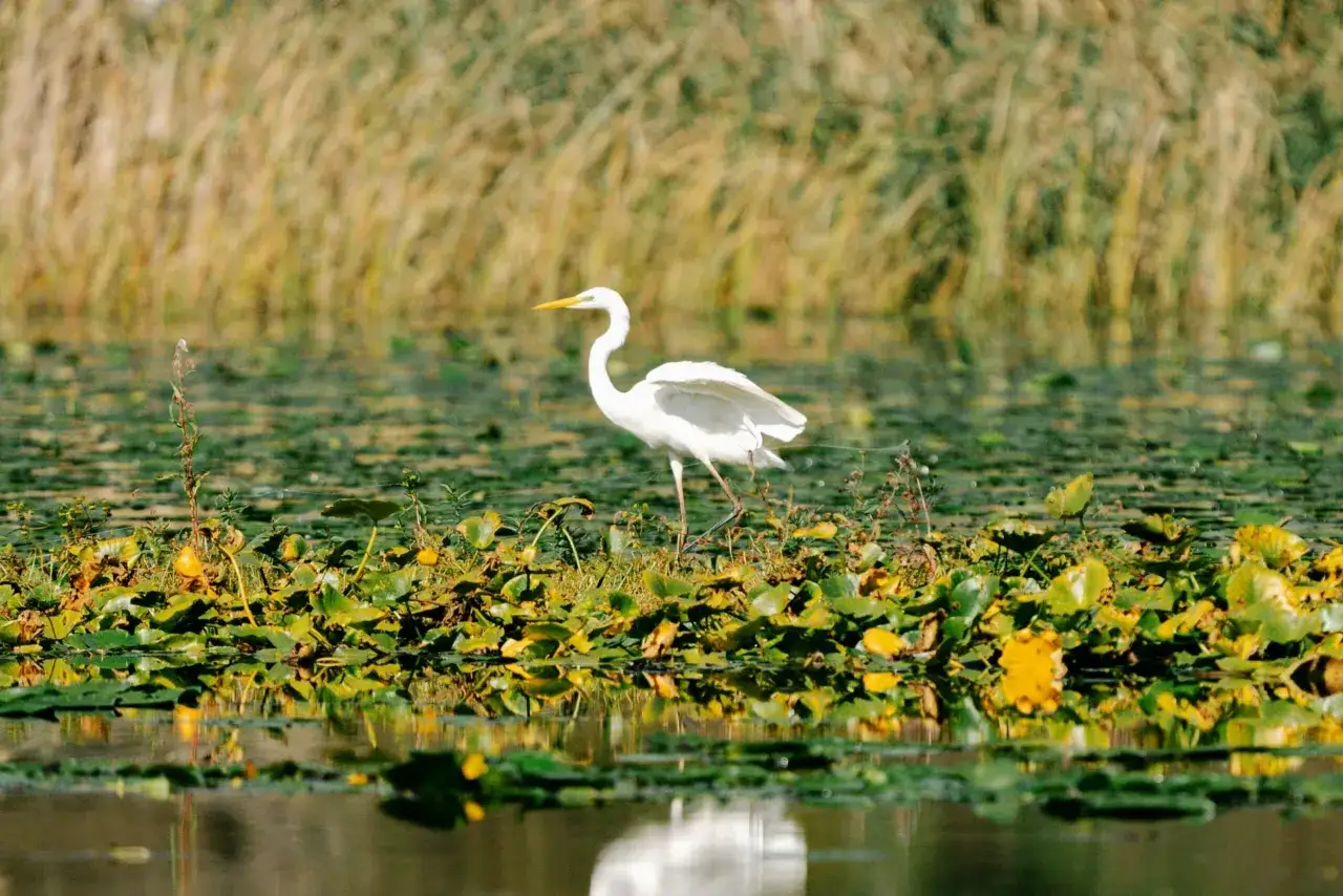 Biała czapla majestatycznie kroczy pośr&oacute;d wodnych liści na jeziorze Szkoderskim.