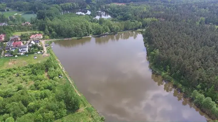 łowisko pod lasem karp amur