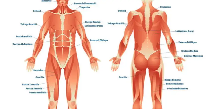 schemat anatomii człowieka mięśnie kości