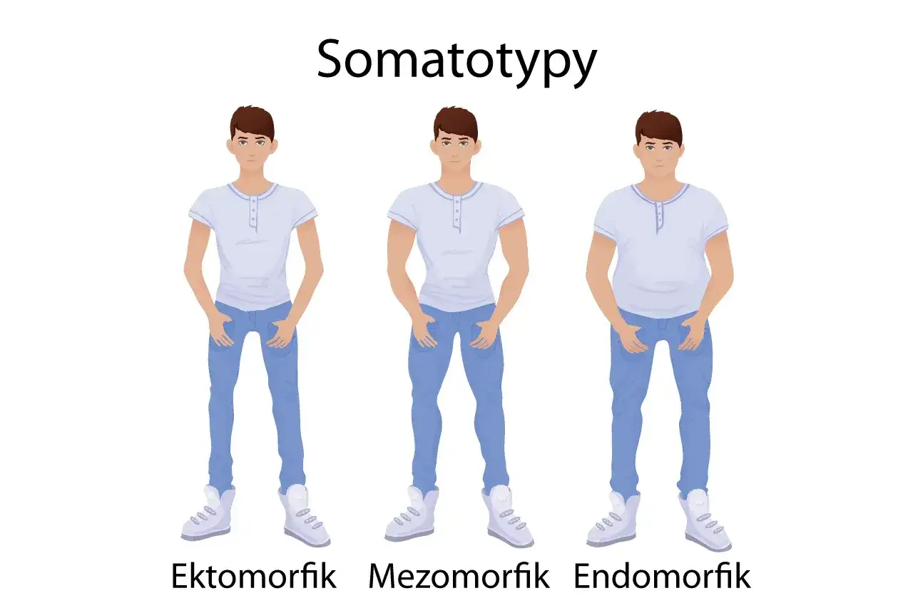 Somatotypy męskie ektomorfik mezomorfik endomorfik