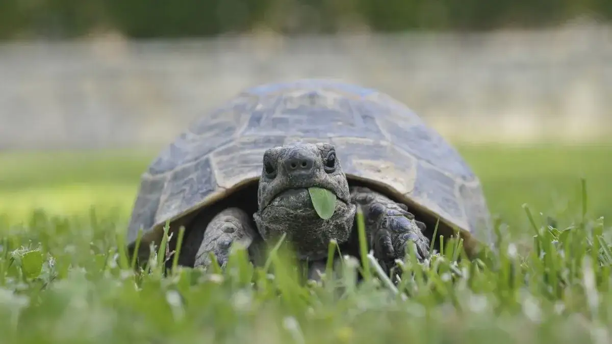 Ceny żółwi domowych w Polsce