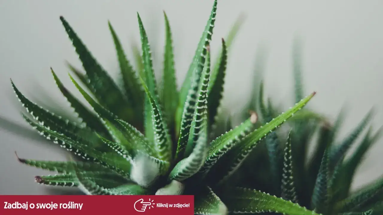 Zielony aloes z białymi paskami, potrzebuje przepuszczalnej ziemi, aby dobrze rosnąć.